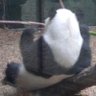 pandarose light 的头像