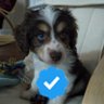 Ghost Pepper's profile picture