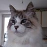 Profilbild von Ronan Bourgeat