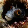 Daily Dive Pic's profile picture