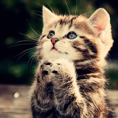 豆💜 ¹³ ☪ ₇ ᴬᴿᴵᴿᴬᴺᴳ's profile picture