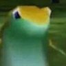 Фото профиля the siamesed derp