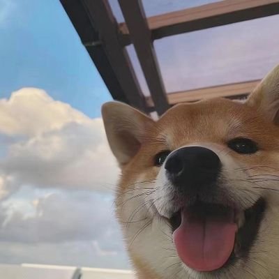 volley's profile picture