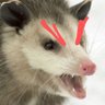 Profilbild von angry opossum🐀