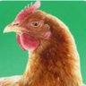 Chicken Plop profil fotoğrafı
