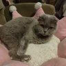 Lenore Cat 的头像