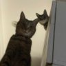 黒猫's profile picture