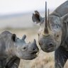 Profilbild von African Rhino