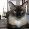 gato pardo's profile picture