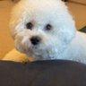 ビショーン's profile picture