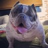 Dusto's profile picture