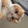 nzn's profile picture
