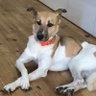 保護犬ルビー's profile picture