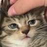 Profilbild von Yes Zee_KAWII
