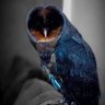 Blue owl's profile picture