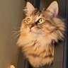 TynanHillllmiton's profile picture