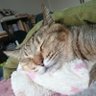 Profilbild von かりん