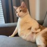 gollumturkey's profile picture
