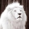 🤍🕊بندر القحطاني🤍🕊's profile picture