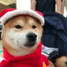 Yoko 的头像