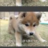 Фото профиля むこパパ