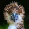 Elijah profil fotoğrafı