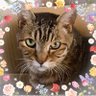 ❁⃘kiyomi❀✿❀𓂃𖥧𖥣⋆* 的头像
