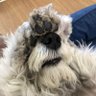 Фото профиля DogOfWar