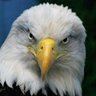 Tony Eagleking's profile picture
