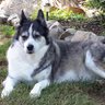 D_S profil fotoğrafı