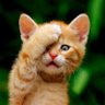 Katja 2355's profile picture
