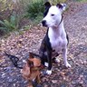 Sniffie's profile picture