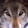 wolf415's profile picture