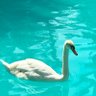 Patito profil fotoğrafı