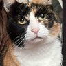 Фото профиля Patti 🏴🇬🇧LFC🐕🐈🦁🐯B.Sc MBA FRSA