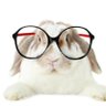Mudrabbit profil fotoğrafı