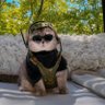 Донецький котик profil fotoğrafı