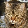Фото профиля Reclined cat