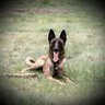 Фото профиля Belgian Malinois