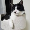 common reed・半生's profile picture