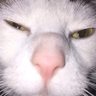 Anitsuji's profile picture