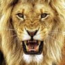 The _ Lion profil fotoğrafı