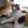 猫と野球と 的头像