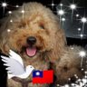 习下你我上's profile picture