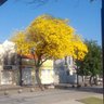 @ipêamarelo 的头像