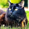 MAGA CAT profil fotoğrafı