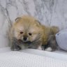 レオ 的头像