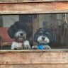 Profilbild von Catharine Mathews and Archie and Beau