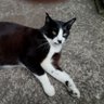 猫まんま 的头像