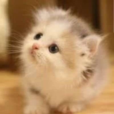 sasan35341292's profile picture